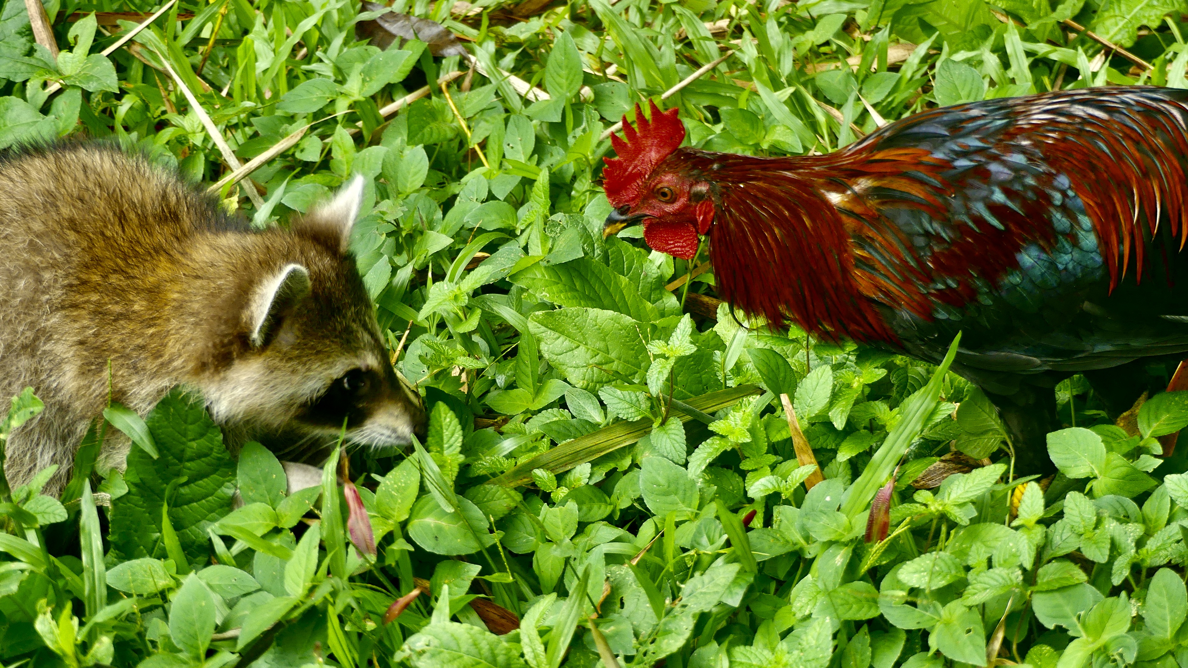 Raton laveur de Guadeloupe et coq genm ou coq marron de Guadeloupe  Photo VAN GAVER