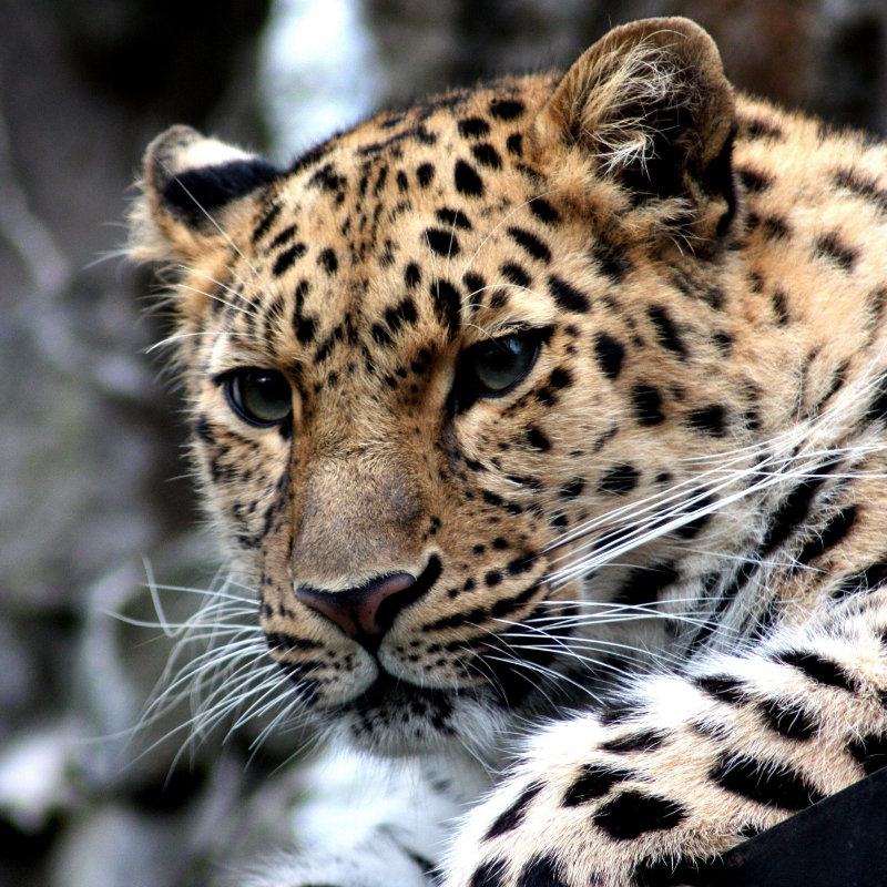 DU Droit animalier de l'Université Toulouse Capitole (en partenariat institutionnel avec l'ENVT)